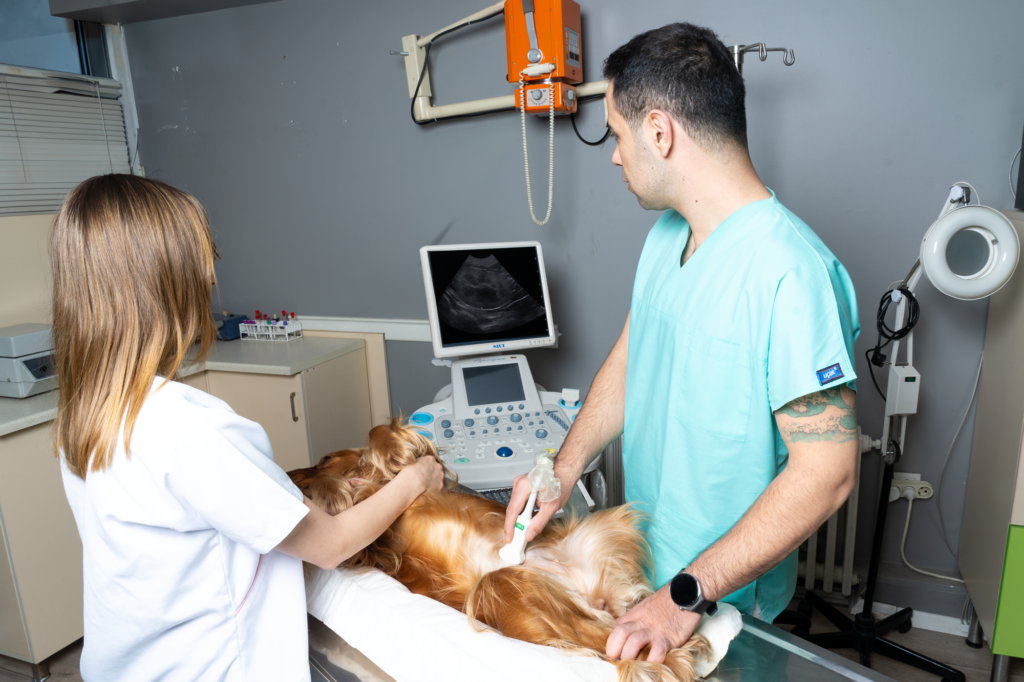 Kliniğimizde sunduğumuz röntgen, ultrason ve endoskopi hizmeti uygulaması hakkında görsel