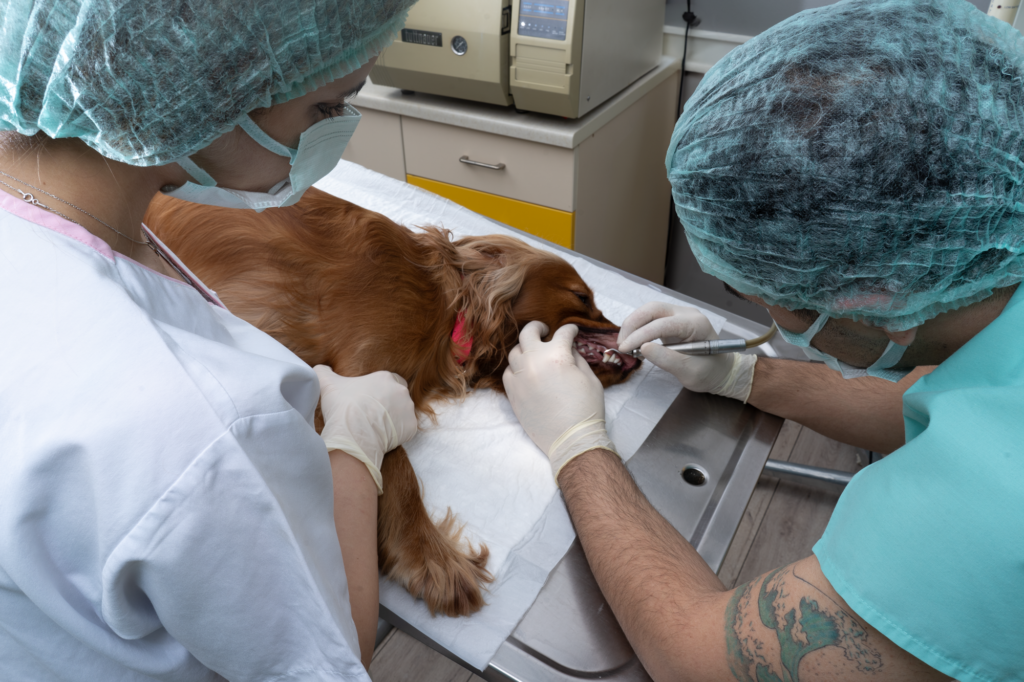 köpek için dental bakım uygulaması görseli